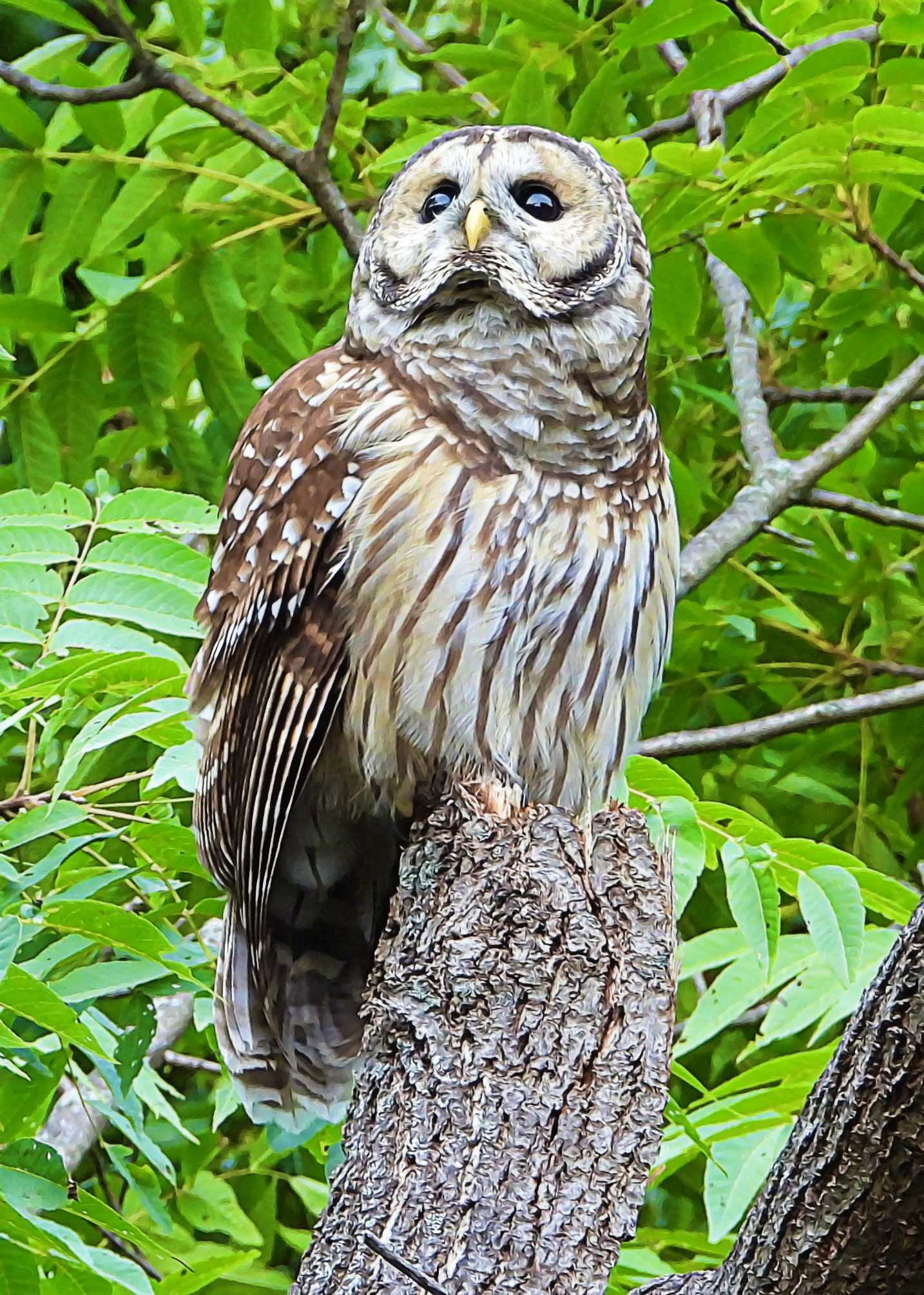 Barred Owl ~ Available 0.075 ETH