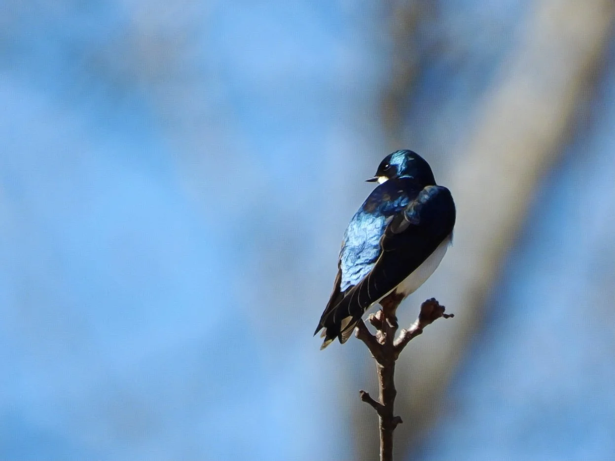 #45 ~ Tree Swallow