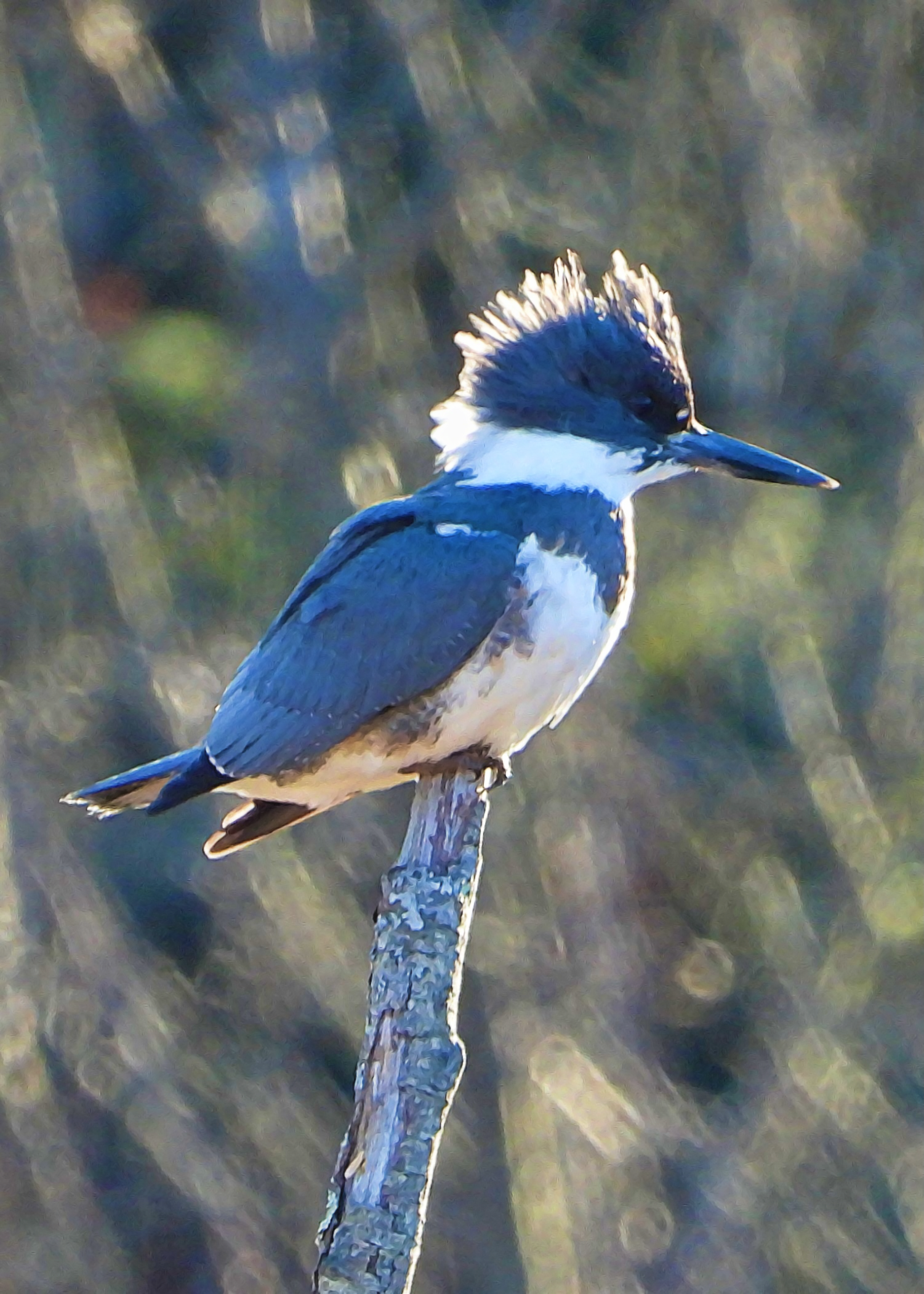 #42 ~ Belted Kingfisher