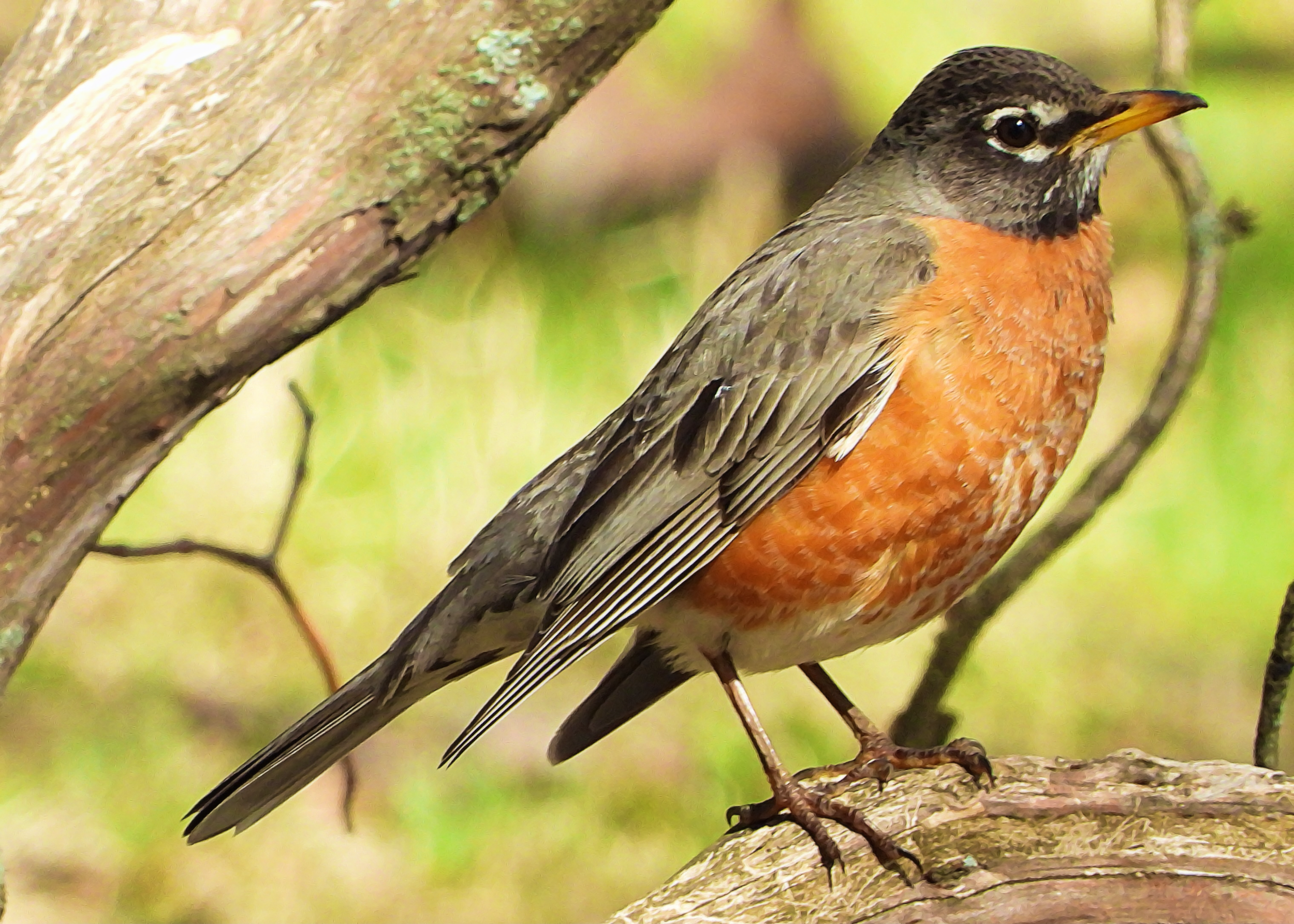 Flocksourced Faithful #07 - American Robin on Objkt.com
