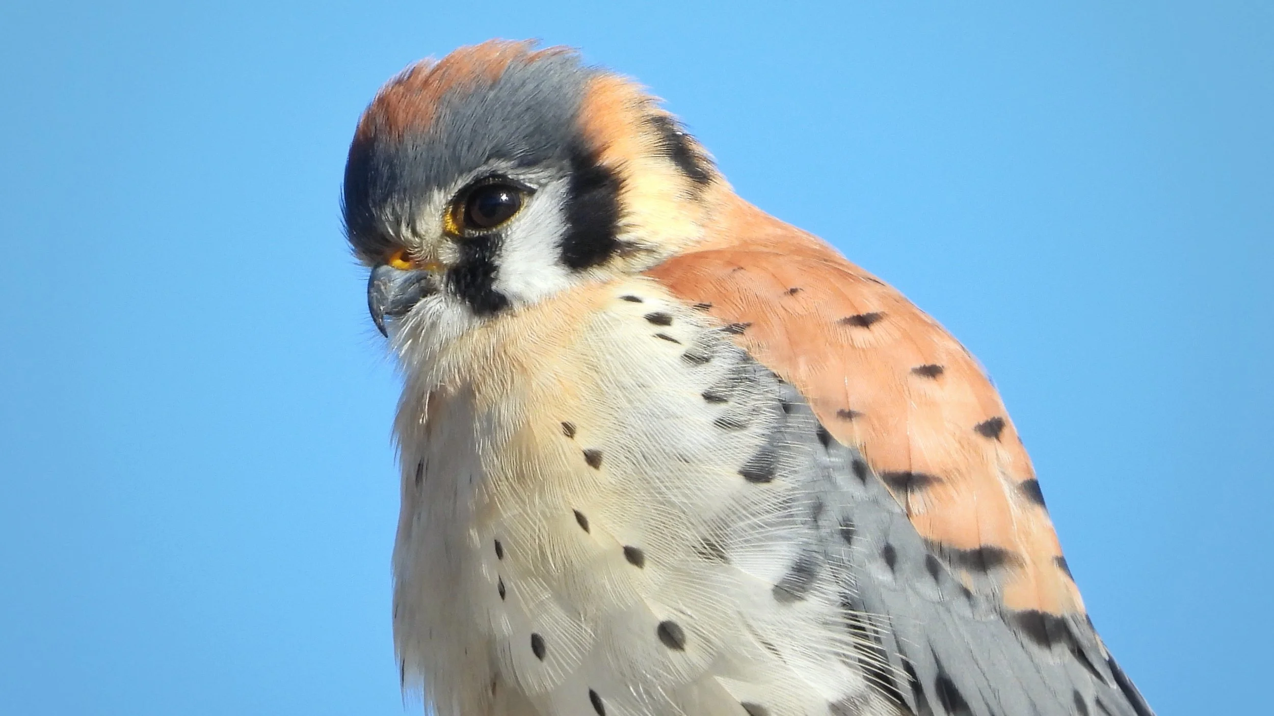 #30 ~ American Kestrel