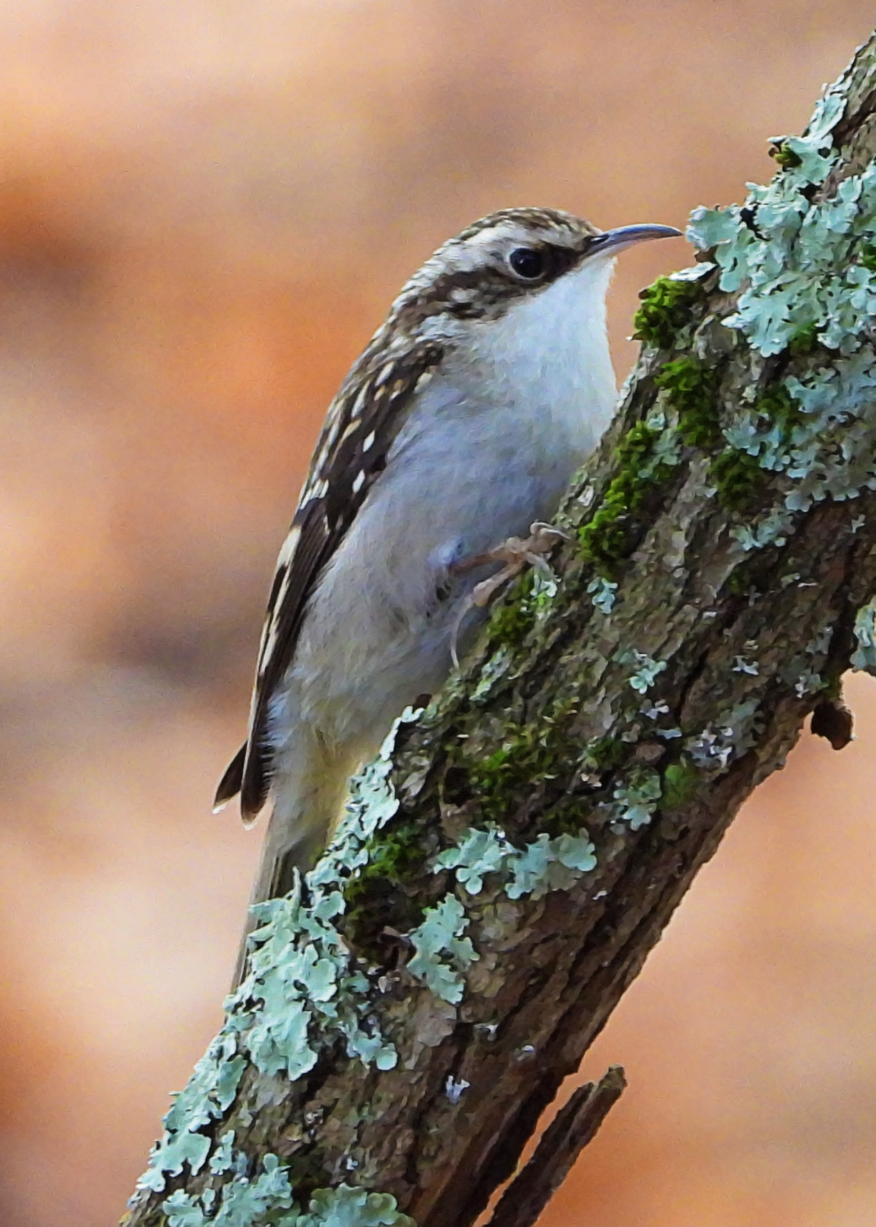 Brown Creeper on Objkt.com