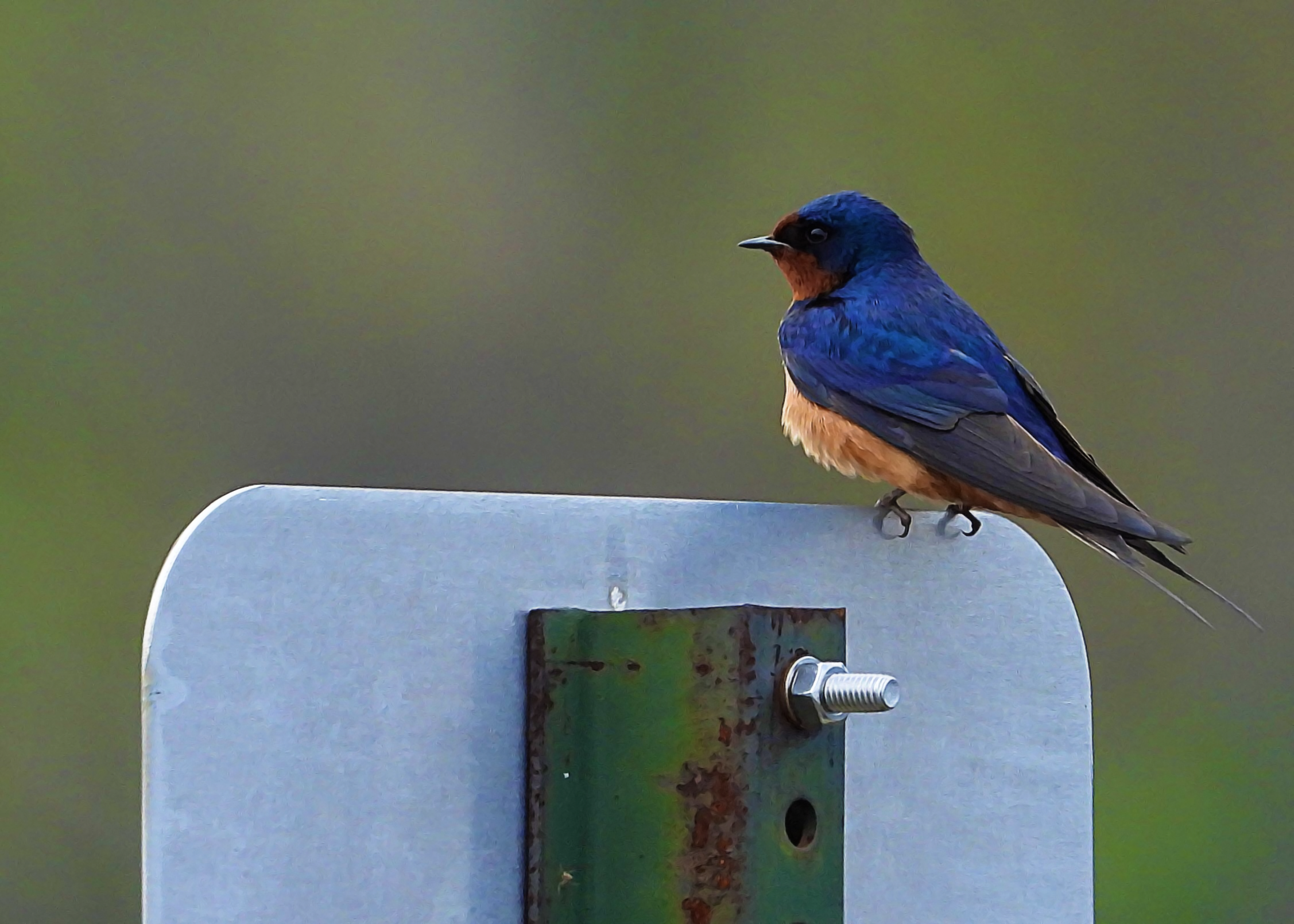 Barn Swallow ~ Available 0.075 ETH