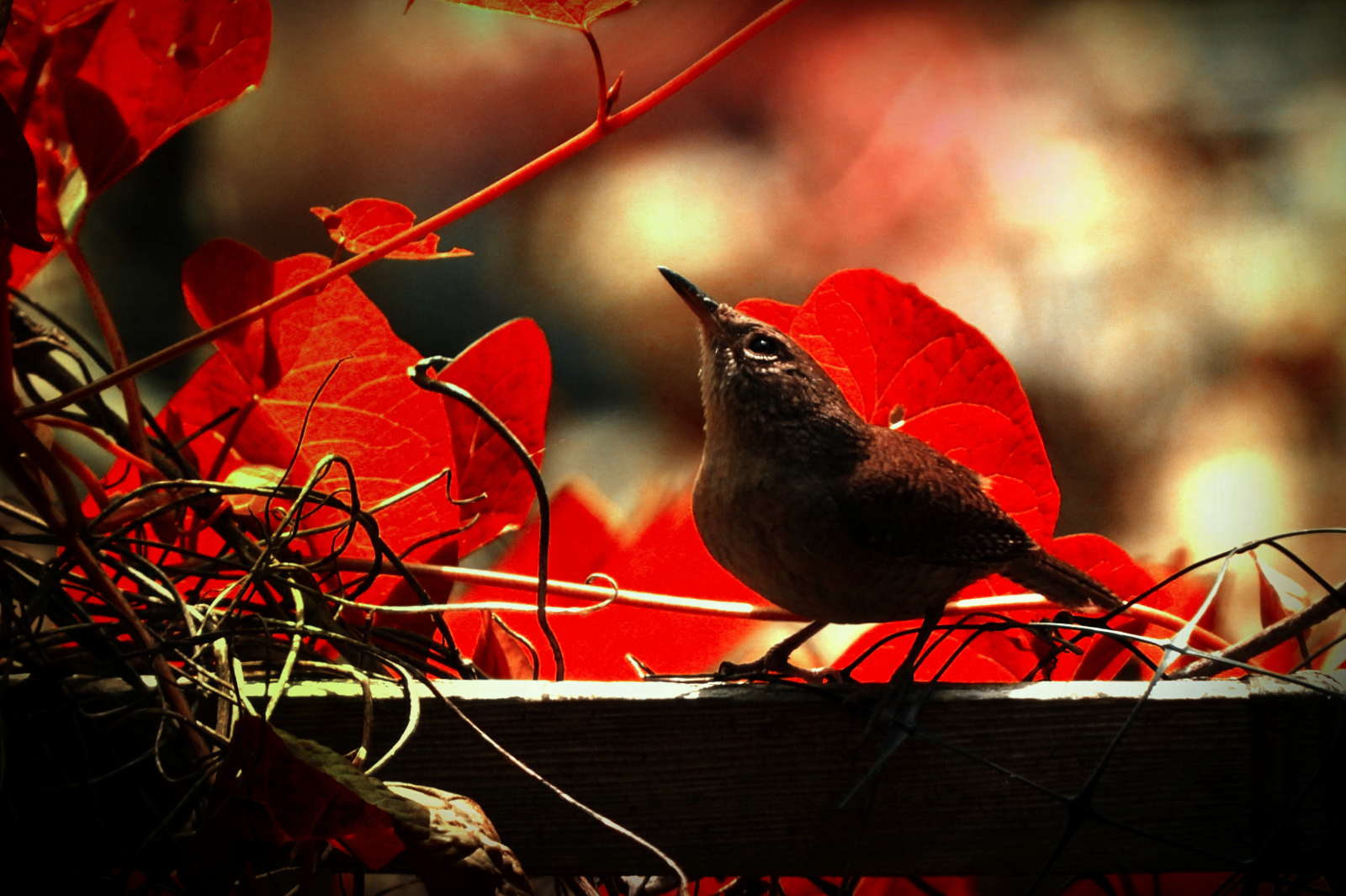 #39 ~ House Wren
