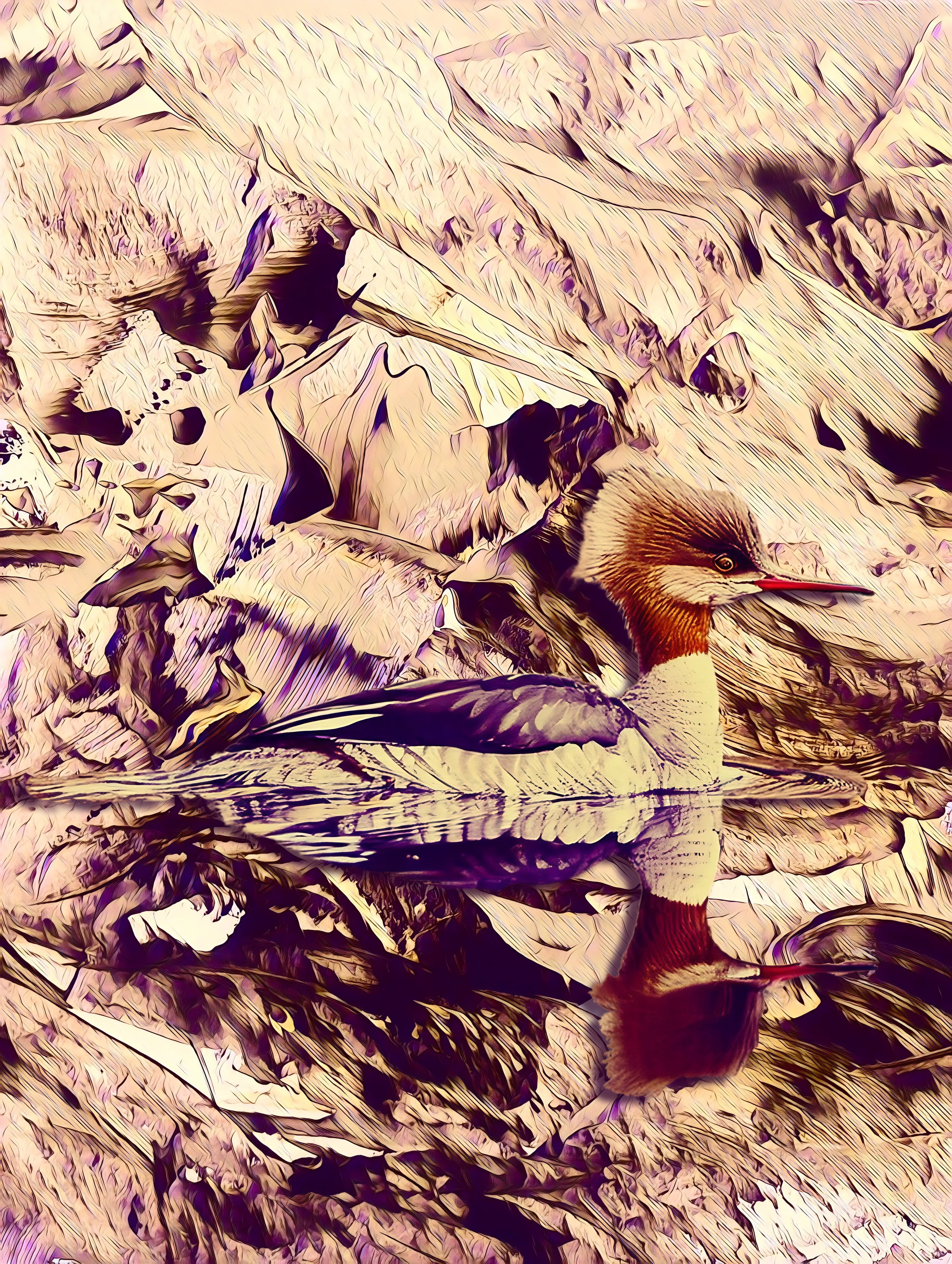 Mergus serrator.jpg