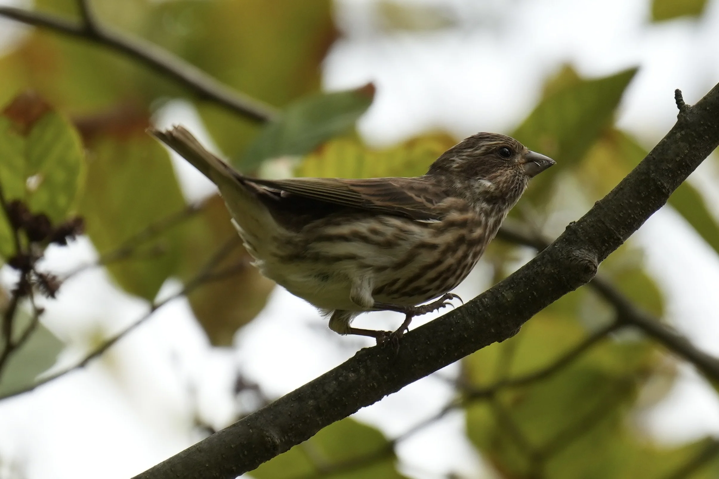 #29 ~ Purple Finch