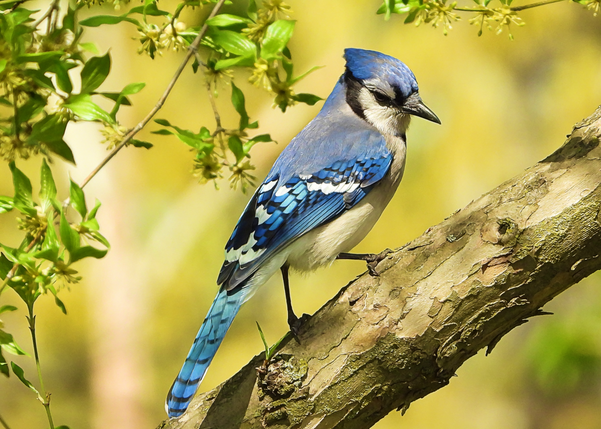 Blue Jay ~ Available 0.075 ETH