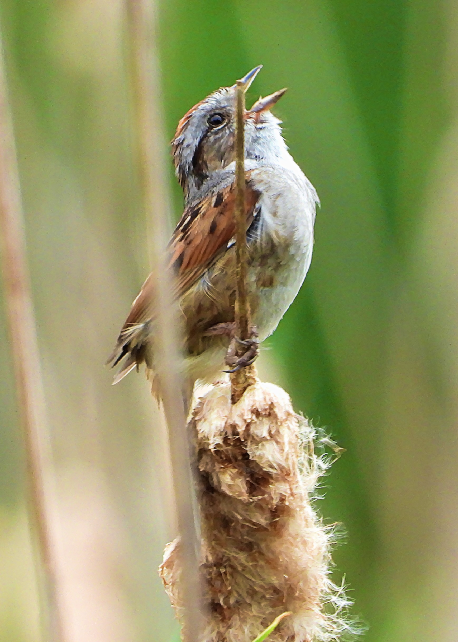 Swamp Sparrow ~ Available 0.075 ETH
