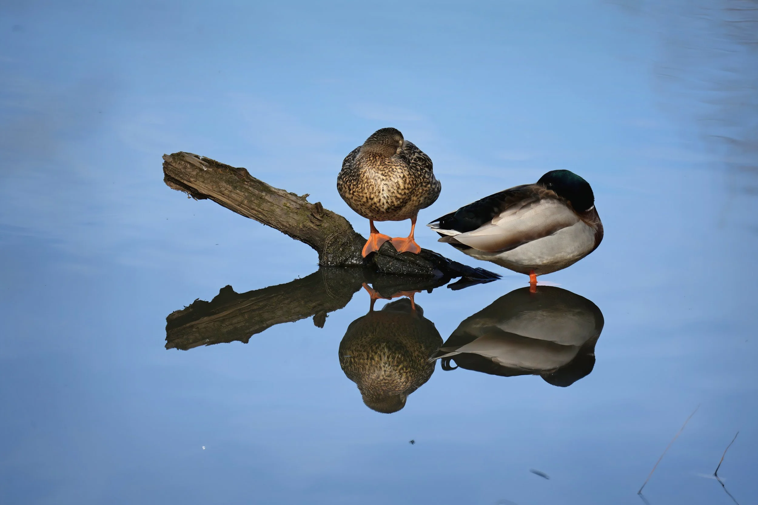 #31 ~ Mallard