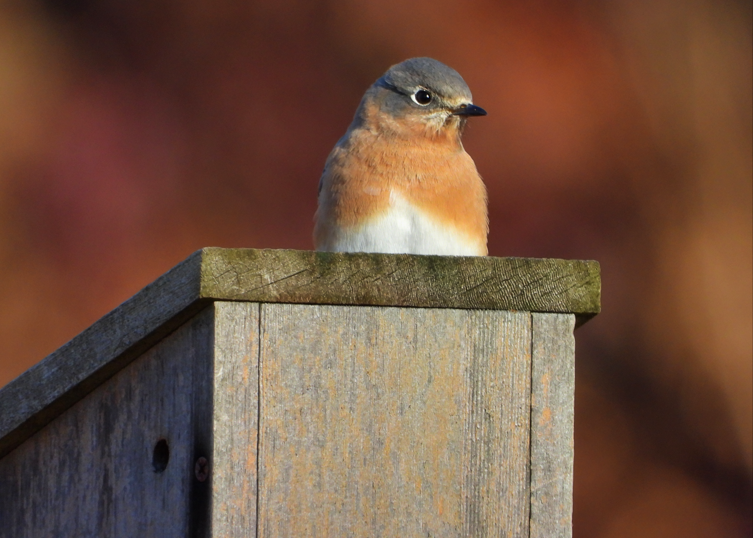 Bluebird Sentinel on Objkt.com