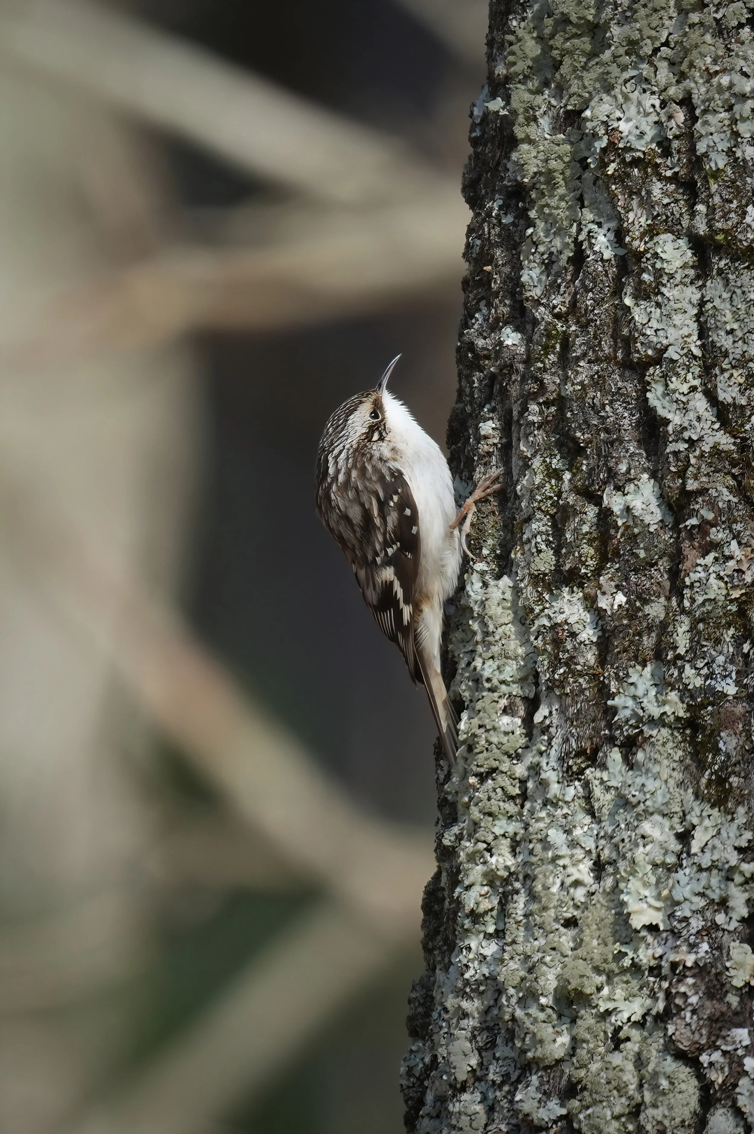Brown Creeper ~ Available 1.75 SOL