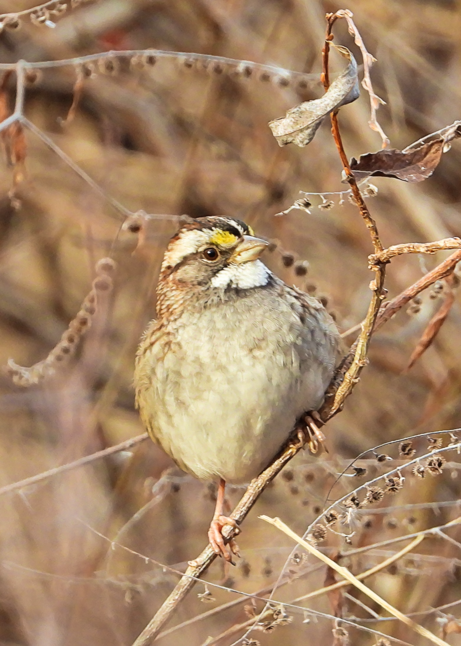 White-throated Sparrow on Objkt.com
