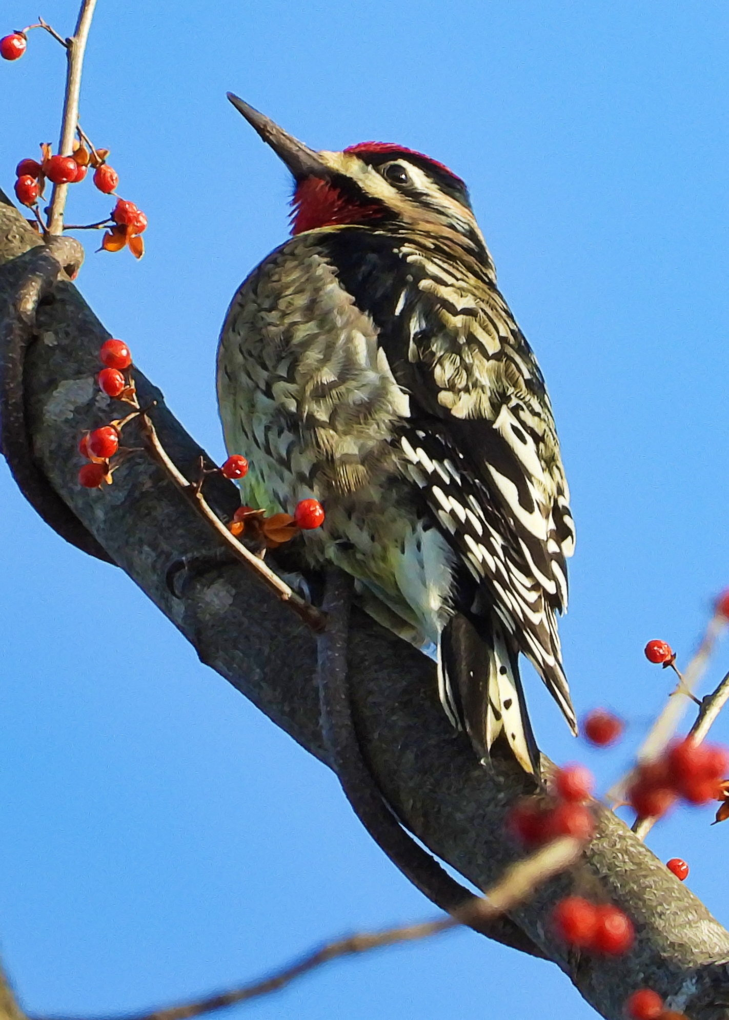 Yellow-bellied Sapsucker ~ Available 0.075 ETH