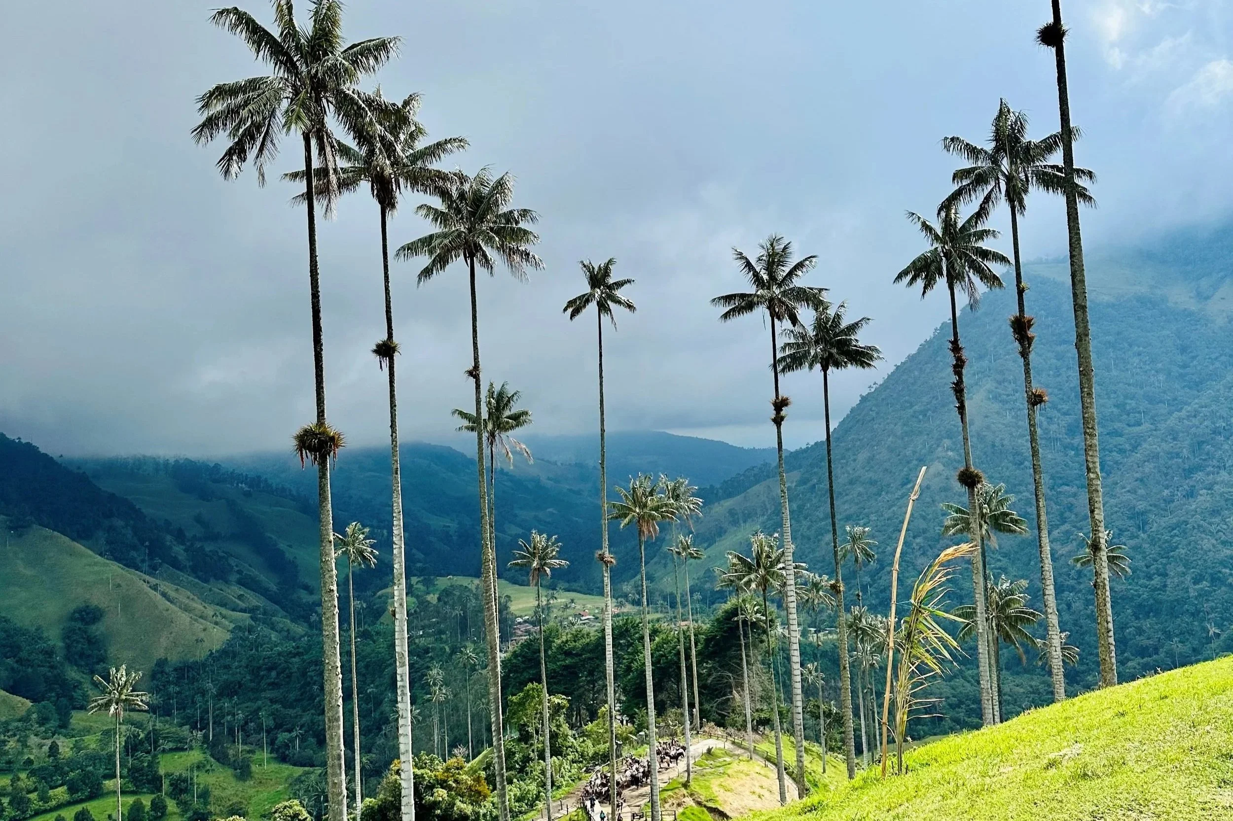 Valle de Cocora: A Half-Day Guide From Quimbaya