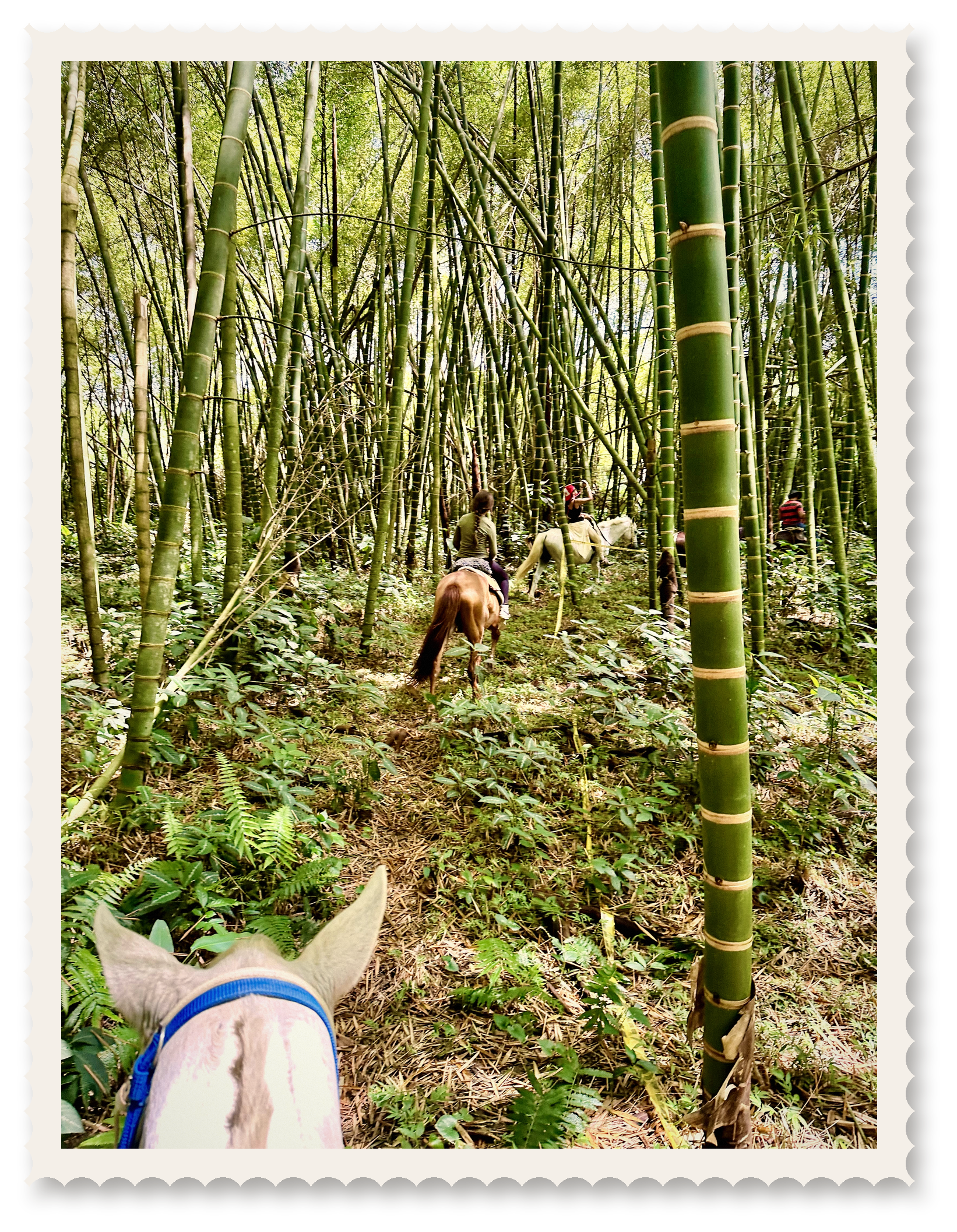 Aventuras y paseos a caballo en El Quindío, Colombia