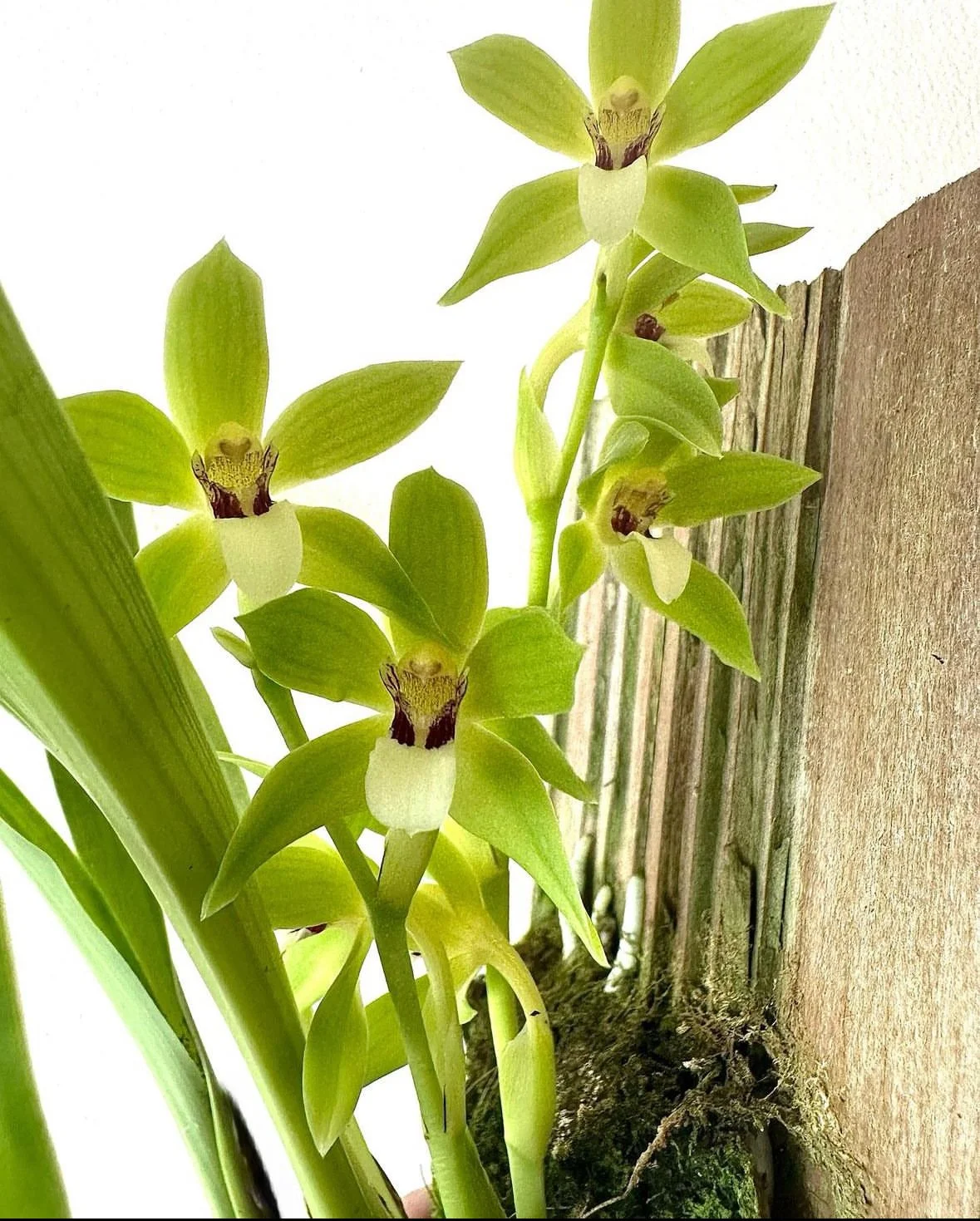 Treated Flask - Neo. murrayana x Zygo Jumpin Jack