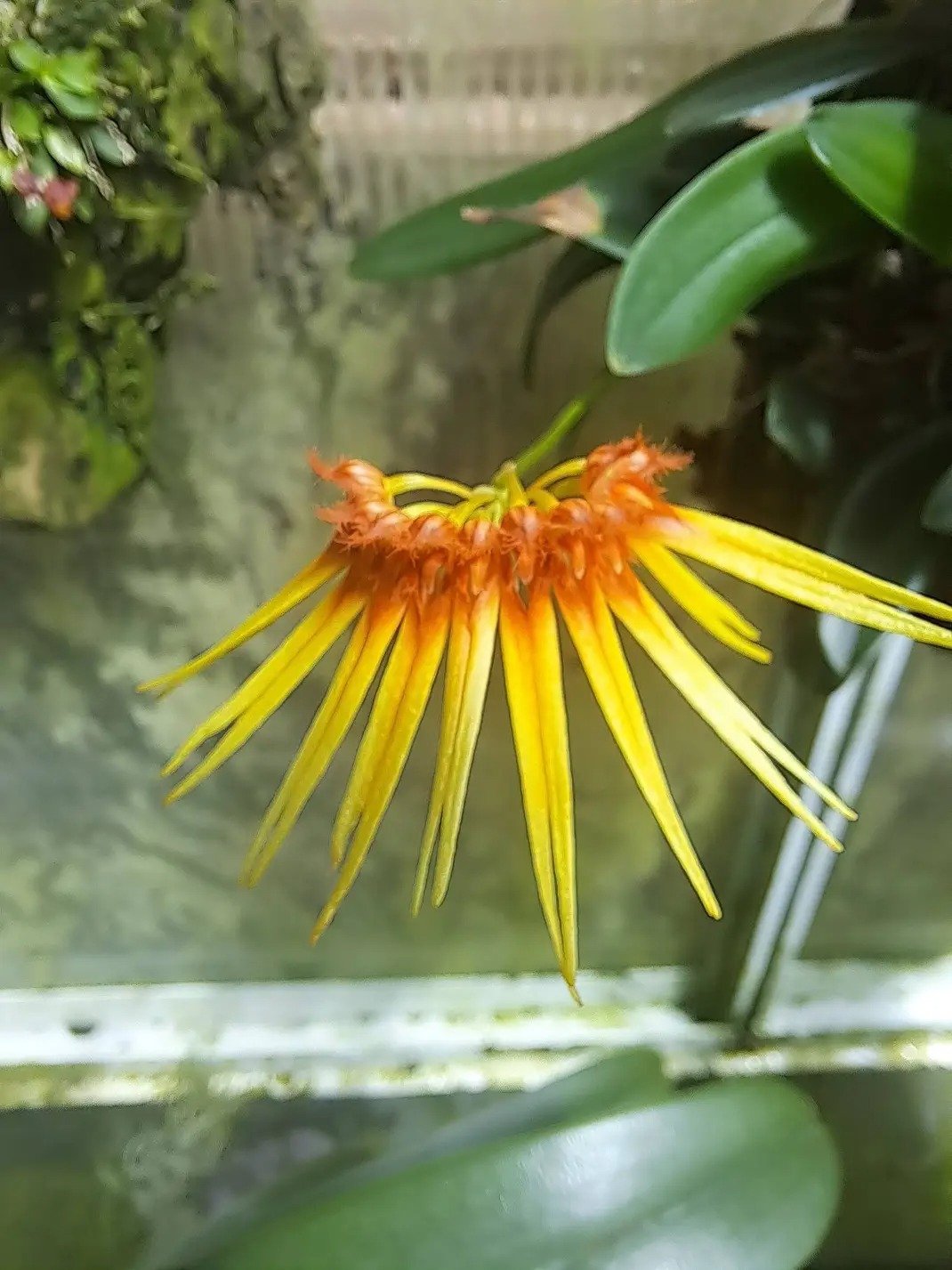 Flask 25 plants - Bulbophyllum hirudinis