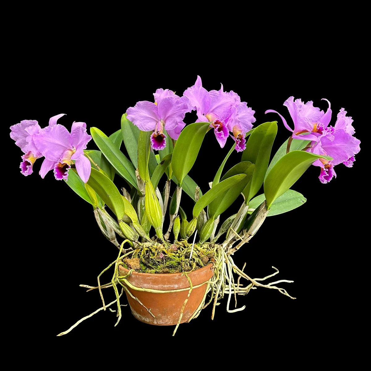 Flask - Cattleya perceveliana