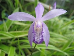 ColdBletillacoerulea-2T.jpg