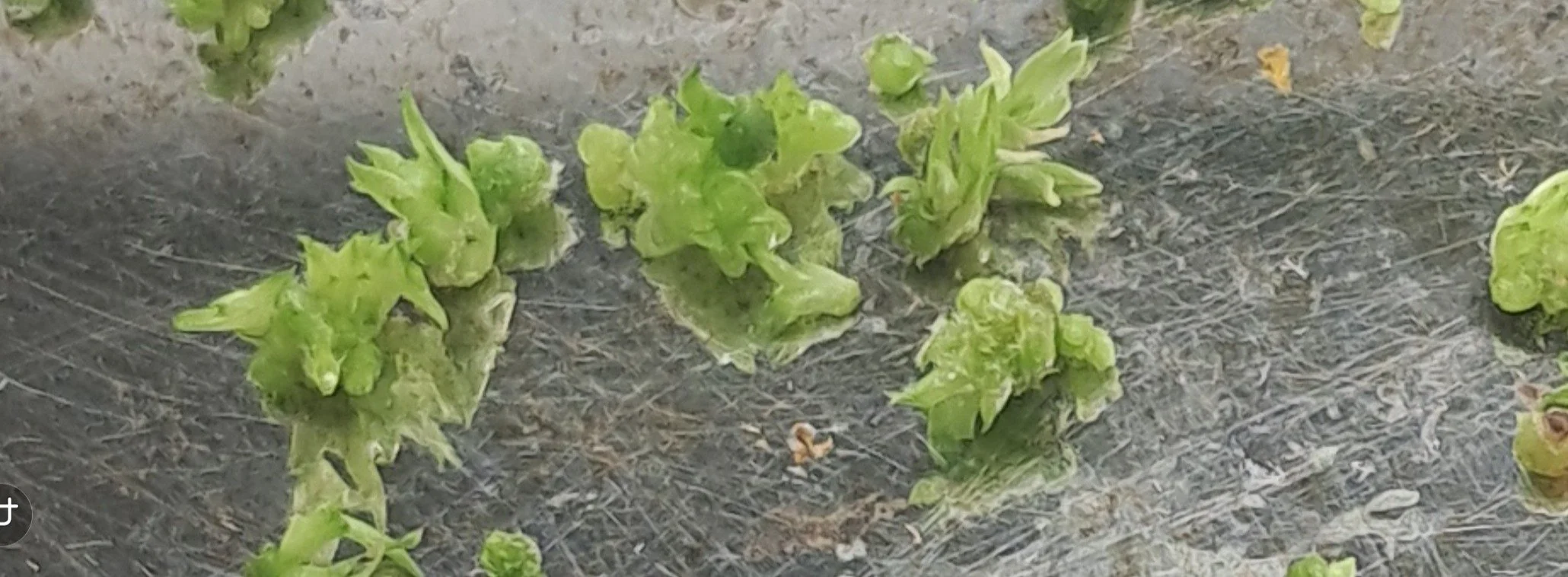 Seed Flask Quality - Lets Define It