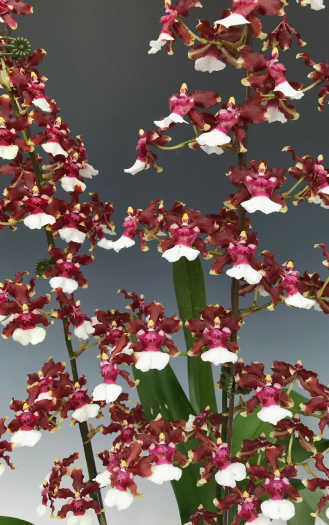 Why Modern Orchid Labs Are Becoming More Selective