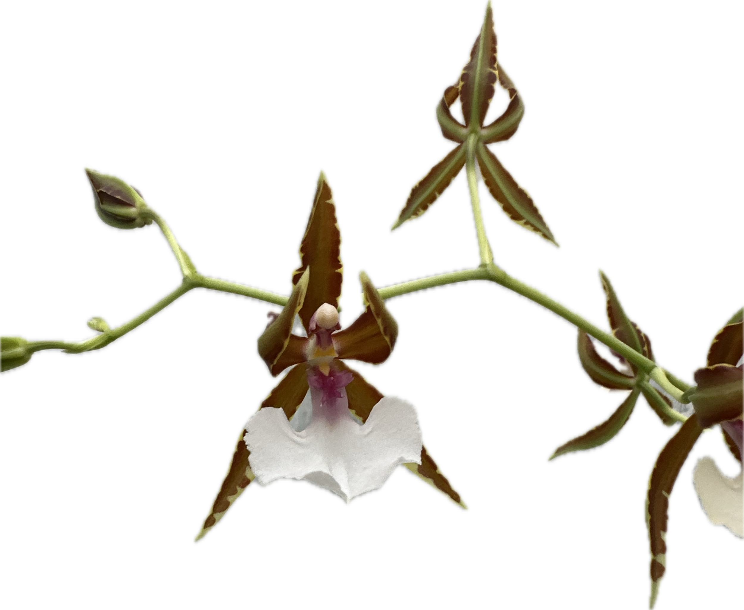 Treated Flask - Odm cariniferum x Odm naevium