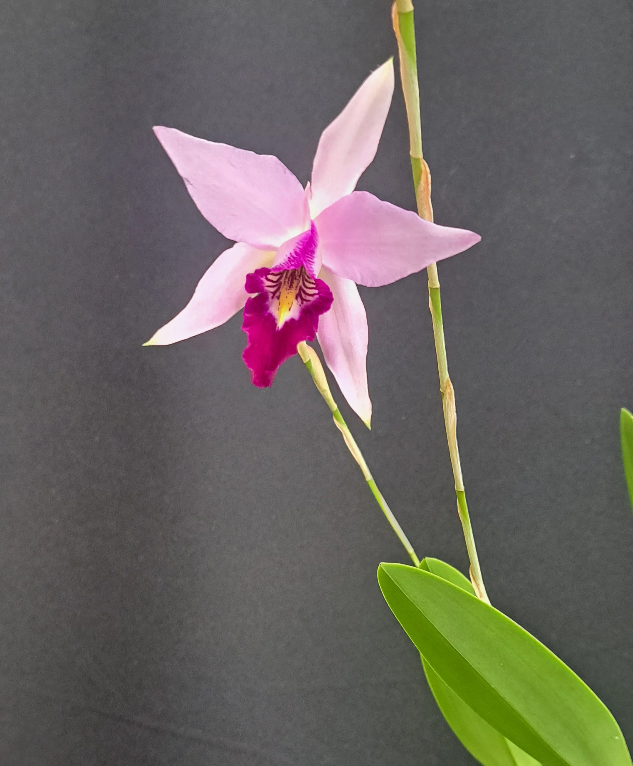 Flask Laelia anceps (corulea form x 'Ayo')