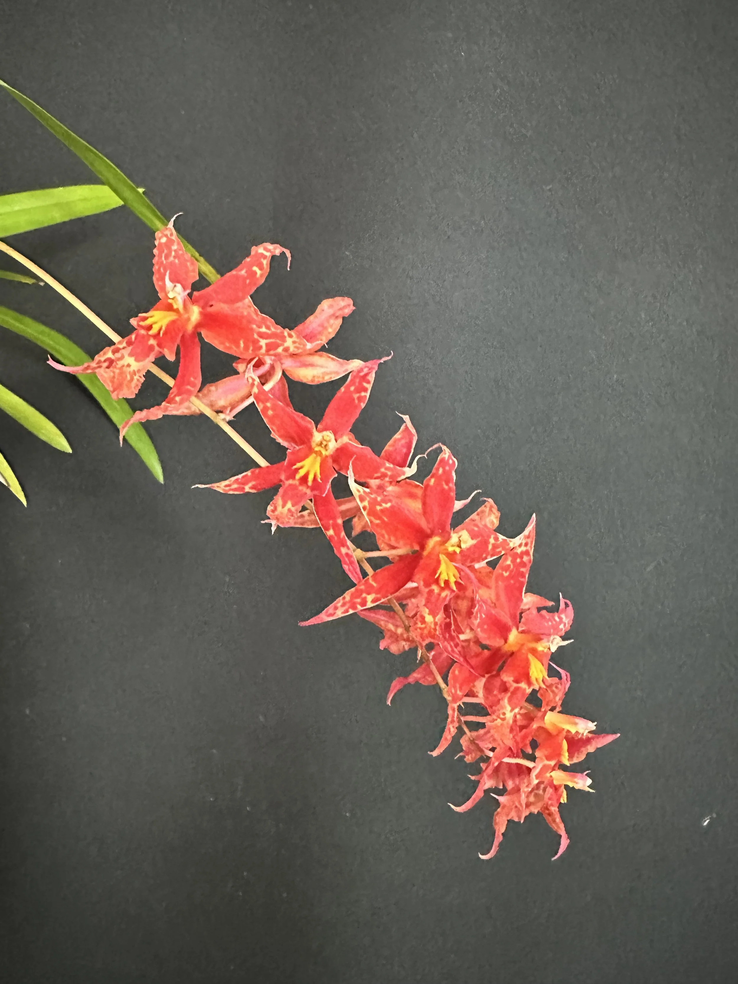 Flask - Oda Naevnoes x Mps roezlii xanthina