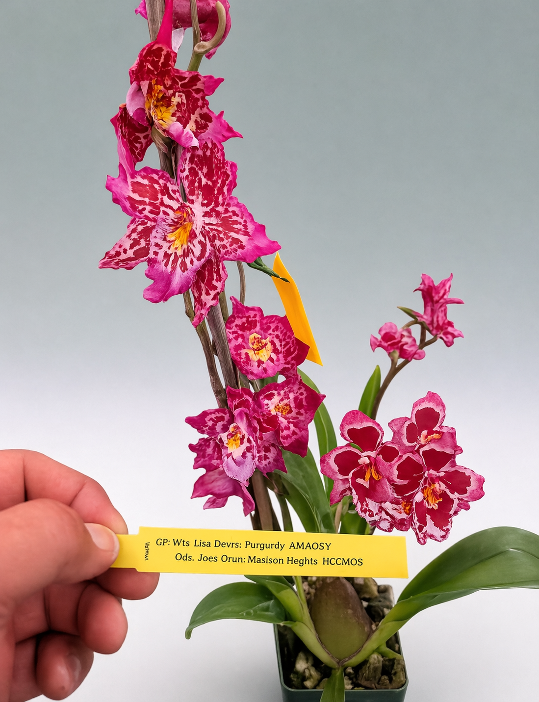 Flask - Wils SO Sweet