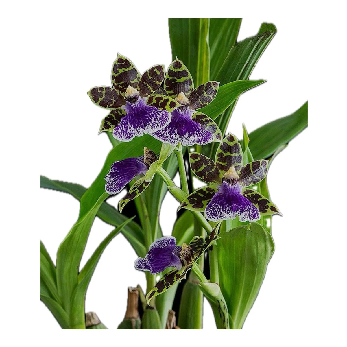 Flask - Zygo Jumpin Jack x Tsbts Melinda Marie 'Blue Sapphire'