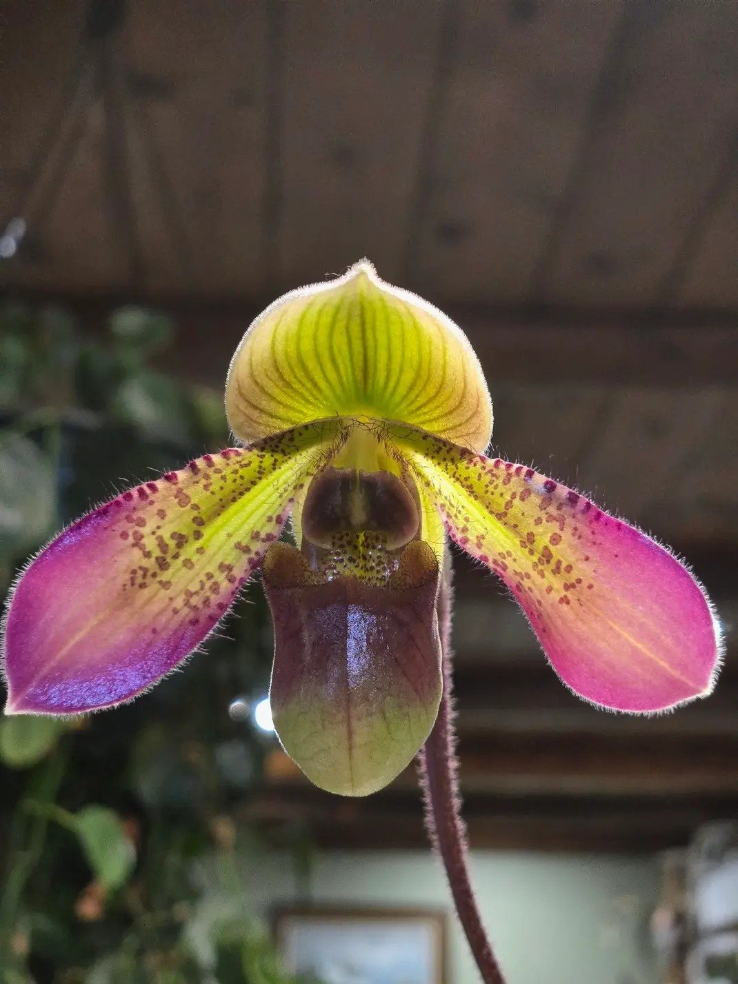 paph shirly amundsen.jpg