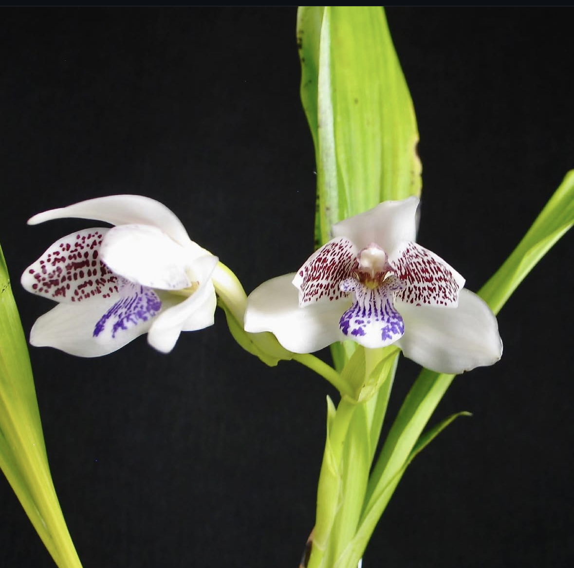 Flask - Pabst. jugosa x Zygoneria Adelaide Meadows