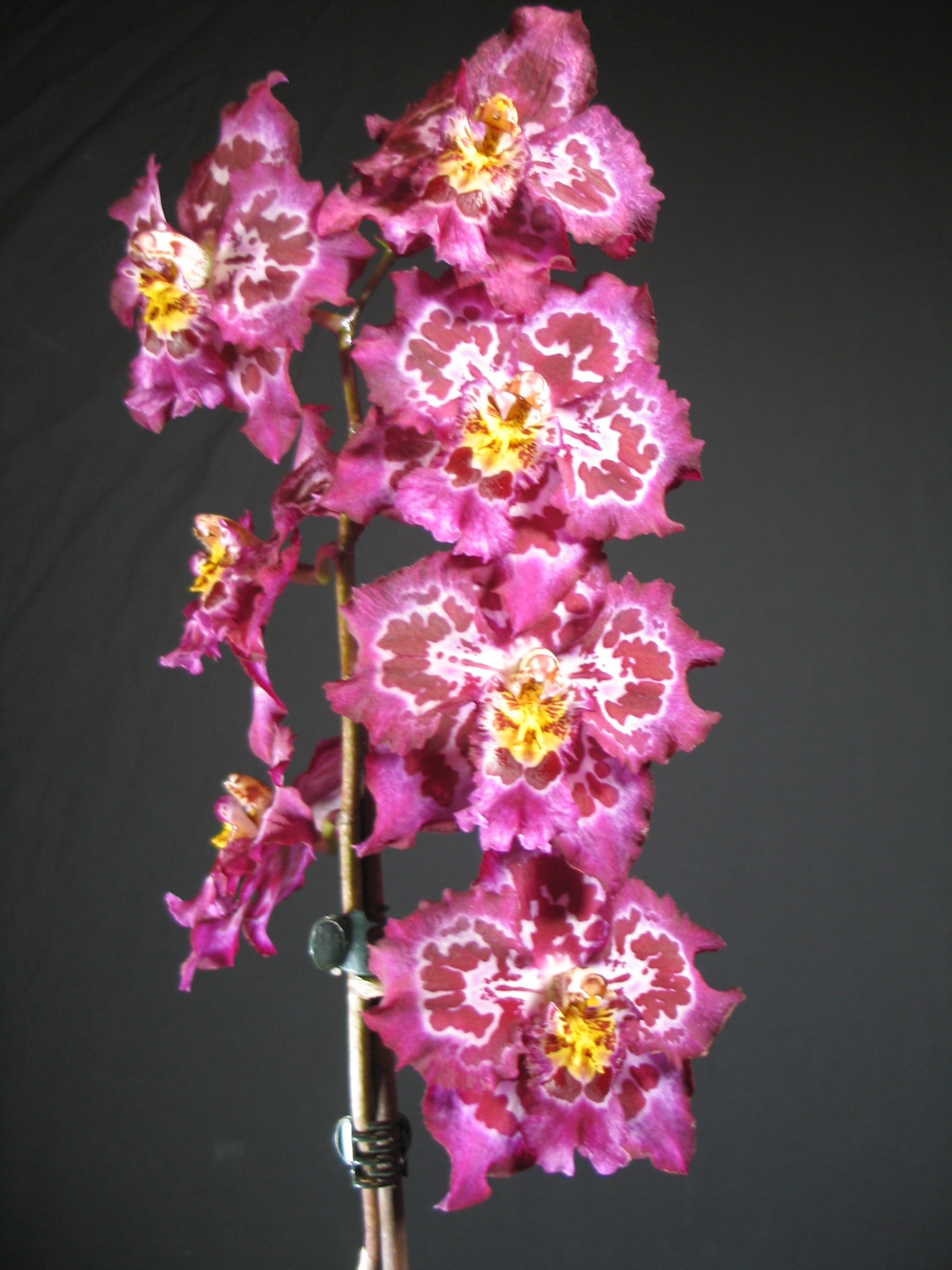 Flask - Wils Calico Gem x Oda Clementine 'Pacifica'