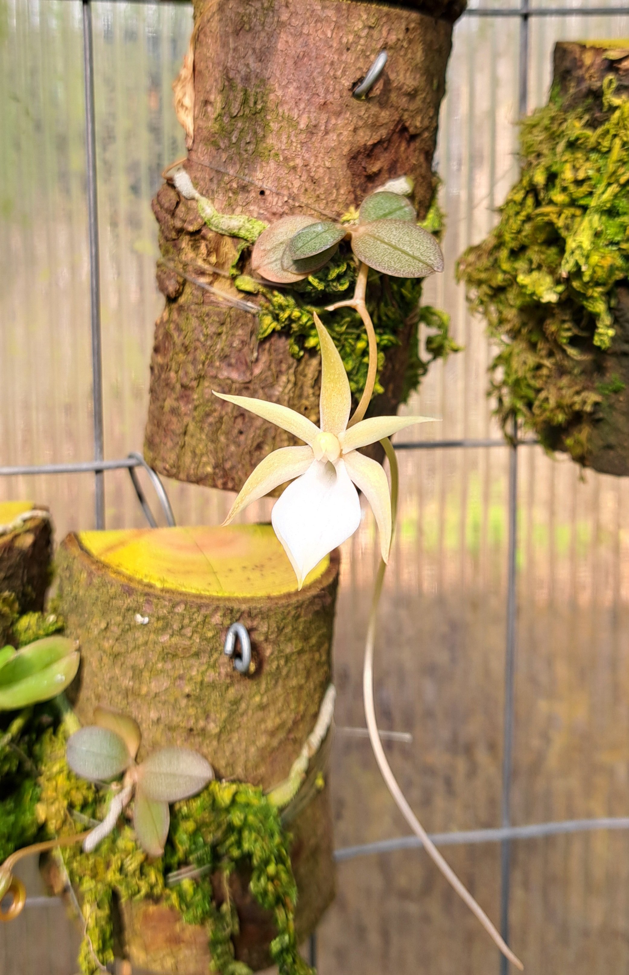 Mounted Plant - Aerangis punctata x self