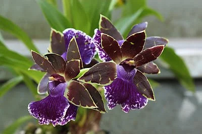 Zygopetalum_Jumpin_Jack.JPG