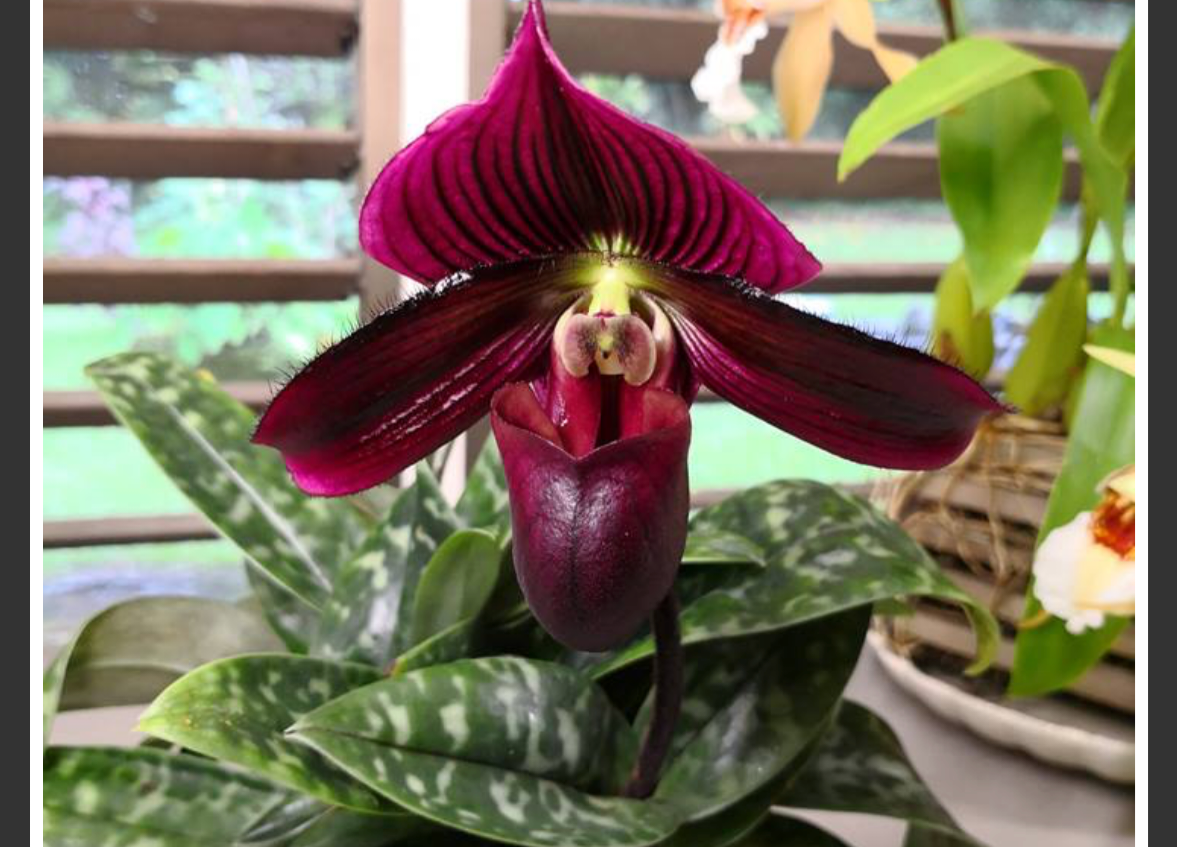 paph hilo macabre.png