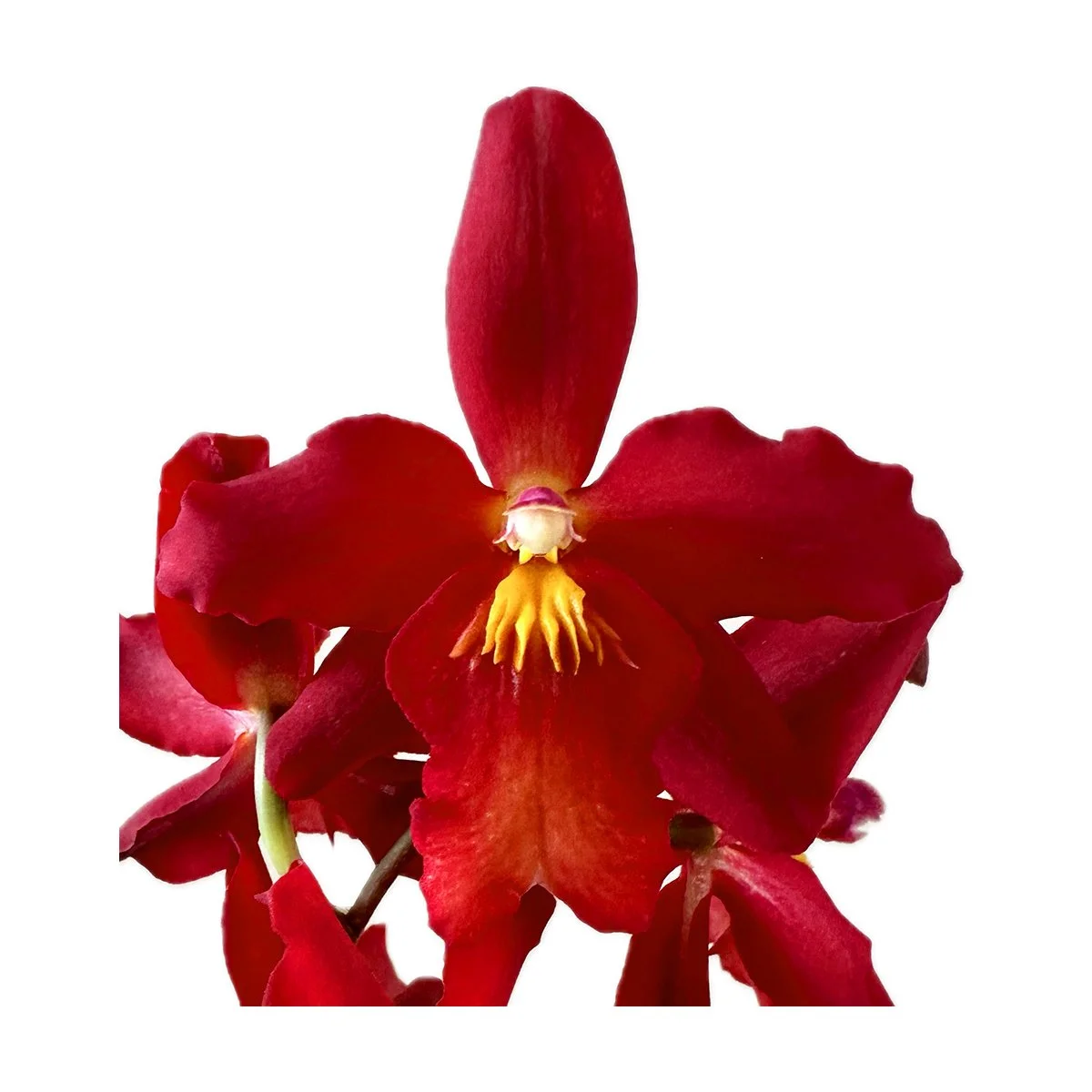 Oda Charlesworthii.jpg