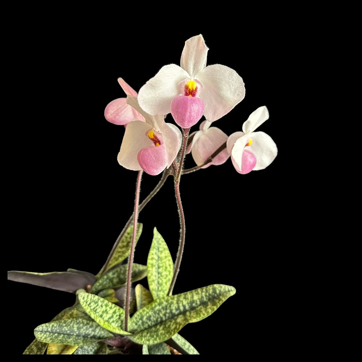 Paph-delnatii-brd.jpg