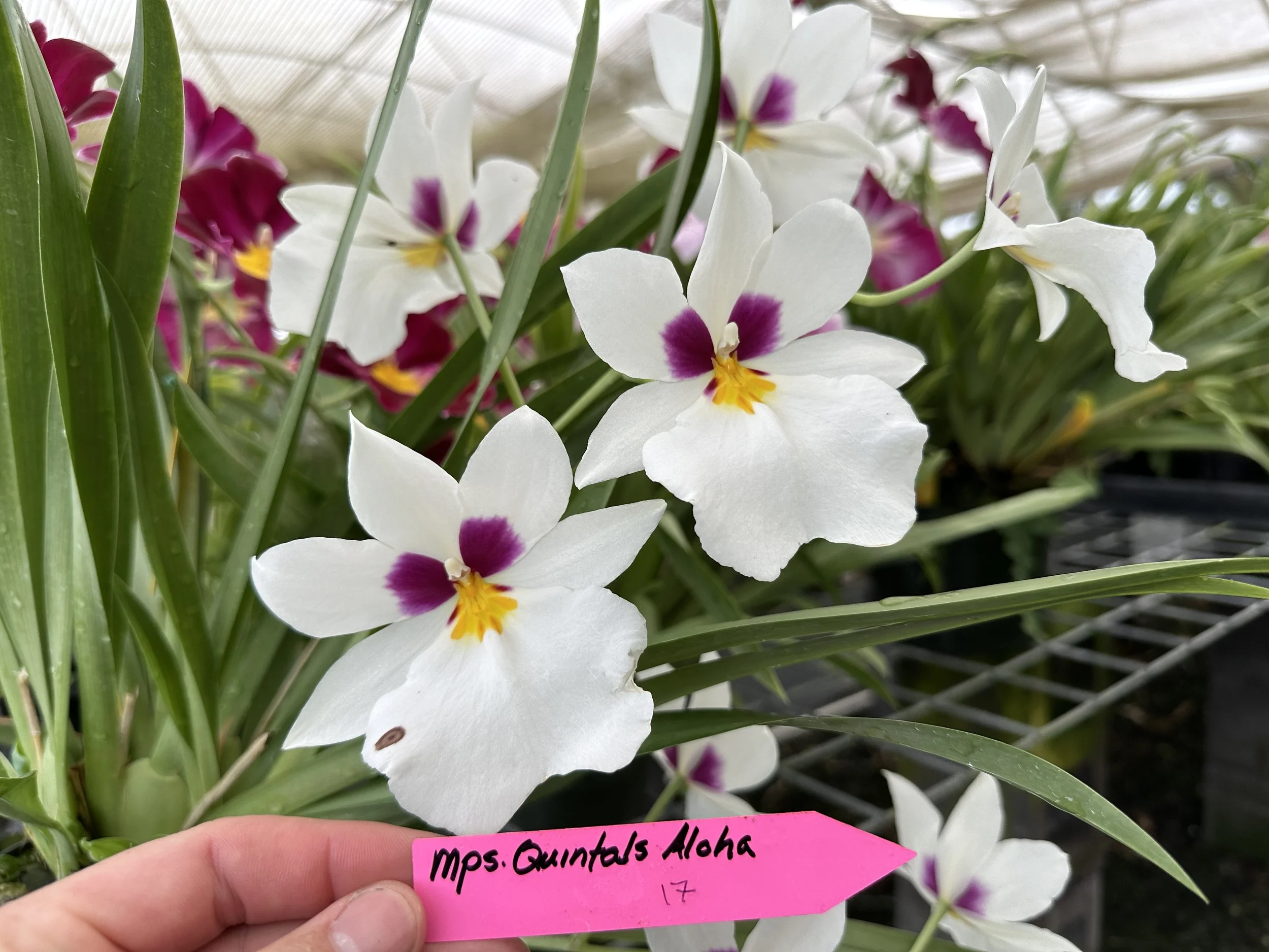 Mps Quintals Aloha.JPEG