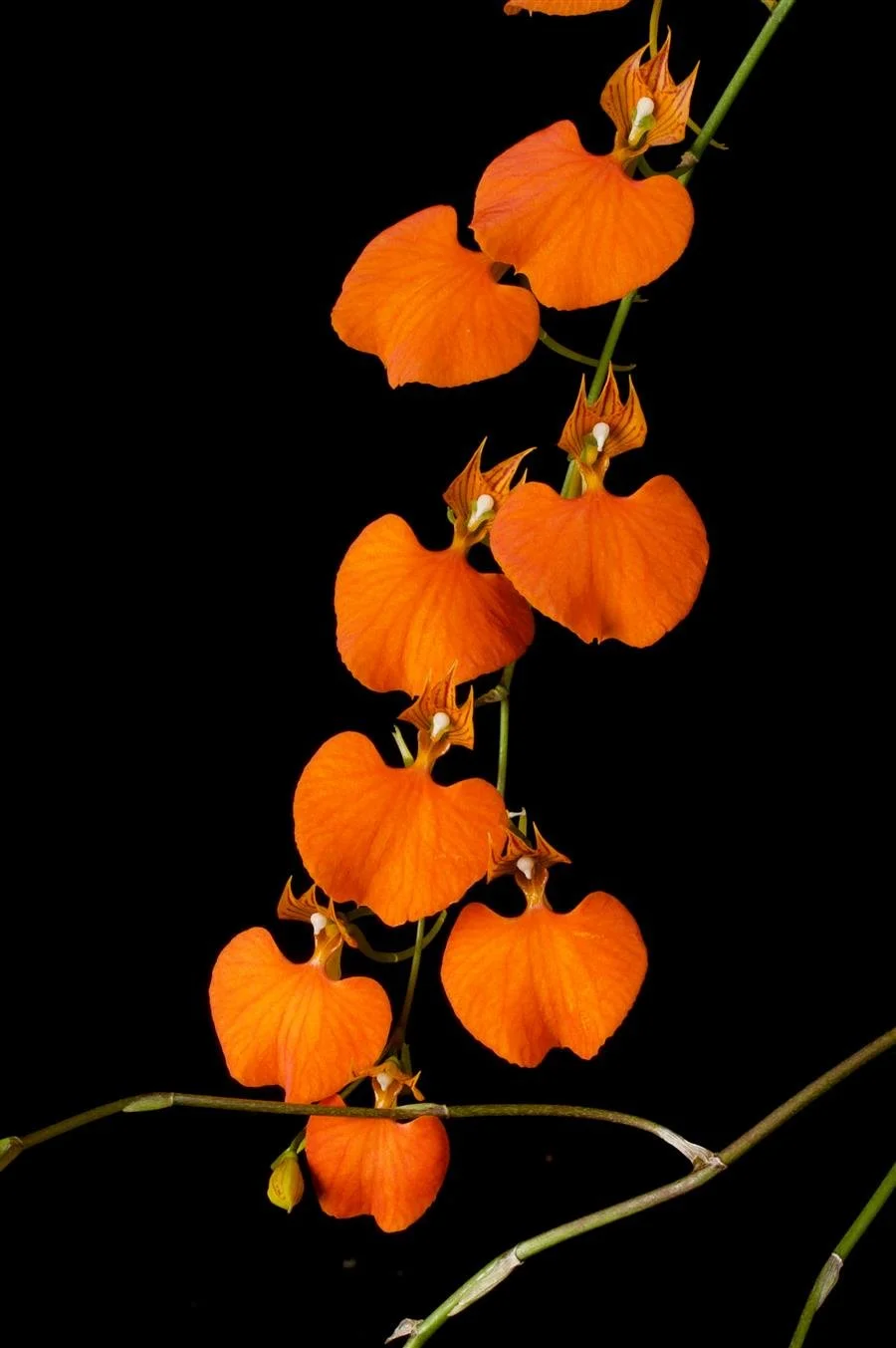 Flask - Comparettia speciosa