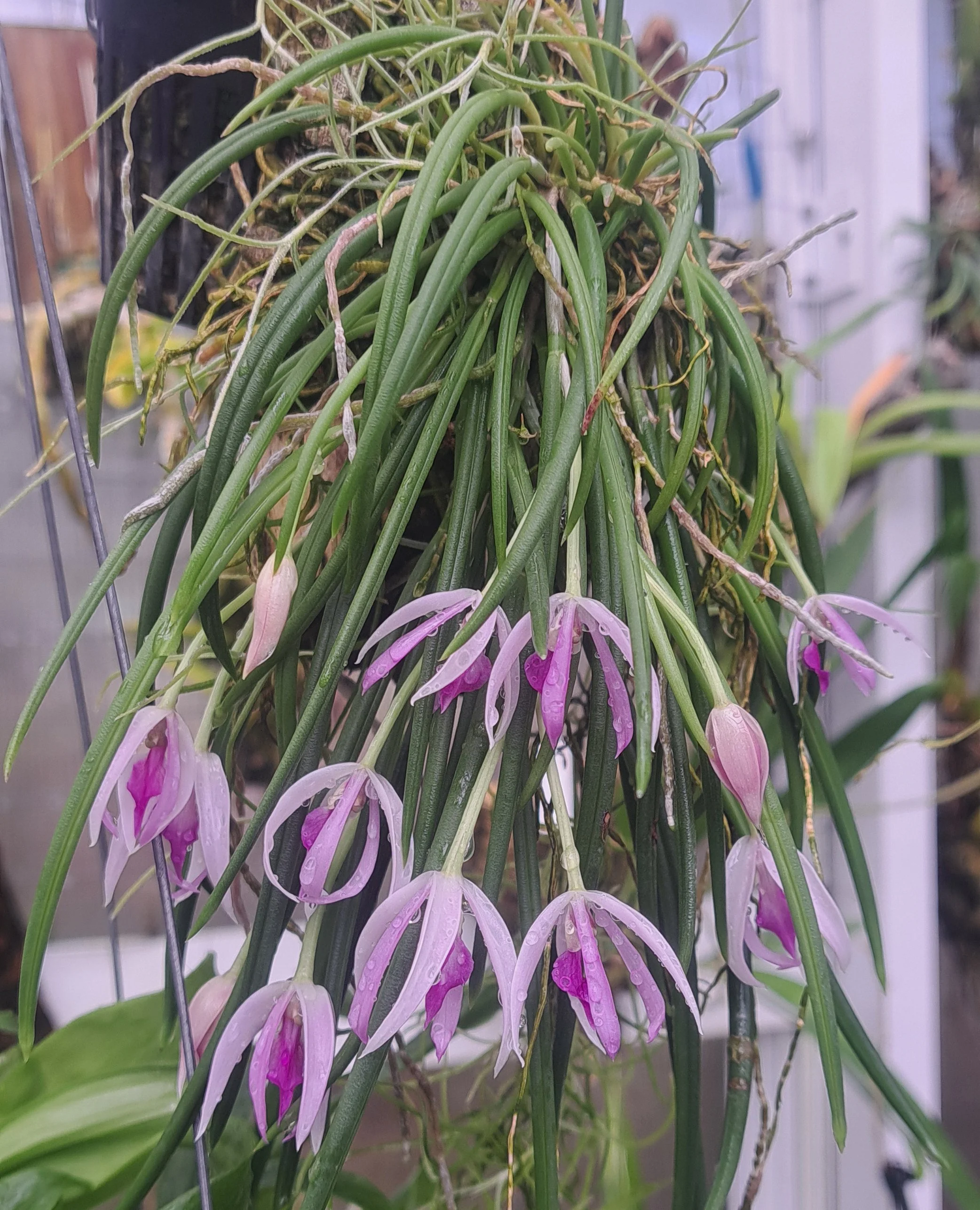 leptotes_pohlitnicoi.jpg