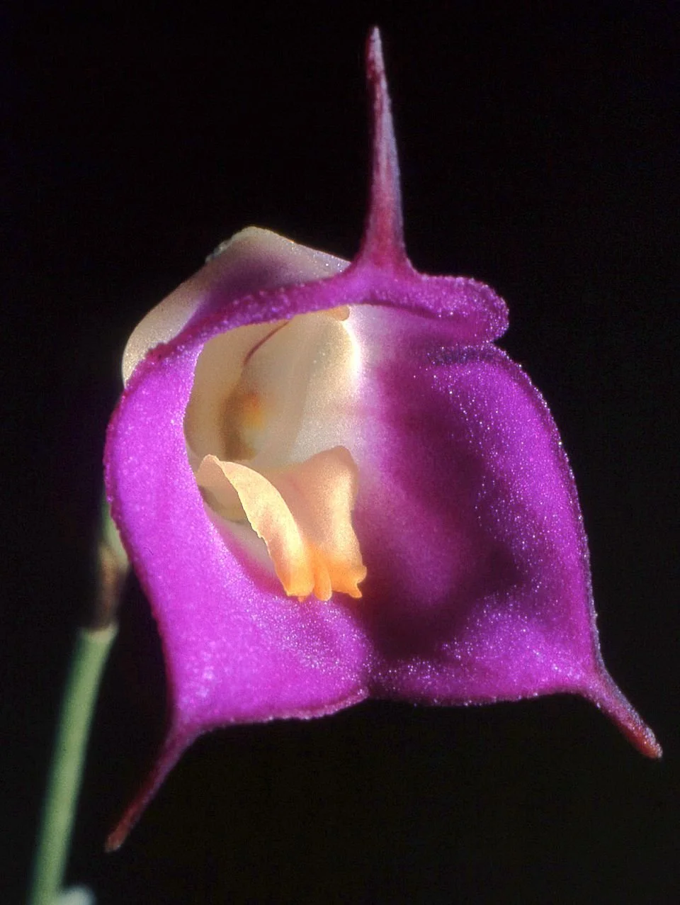 Masdevallia_uniflora_Orchi_12.jpg