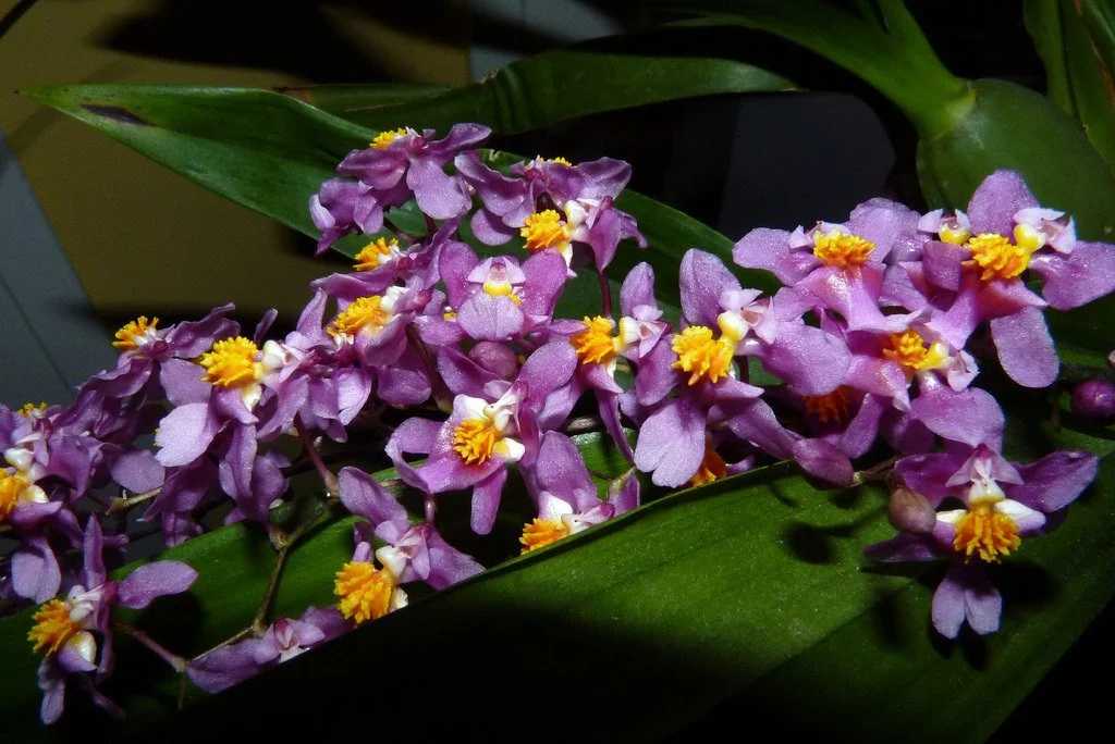 Flask - Onc sotoanum x Oda Ozymandias