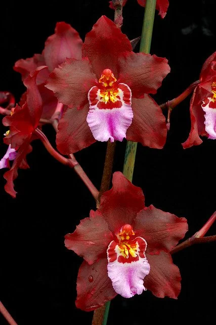 Flask - Wils Lisa Devos 'Burgundy' x Oda Prince Vultan 'Ultra'