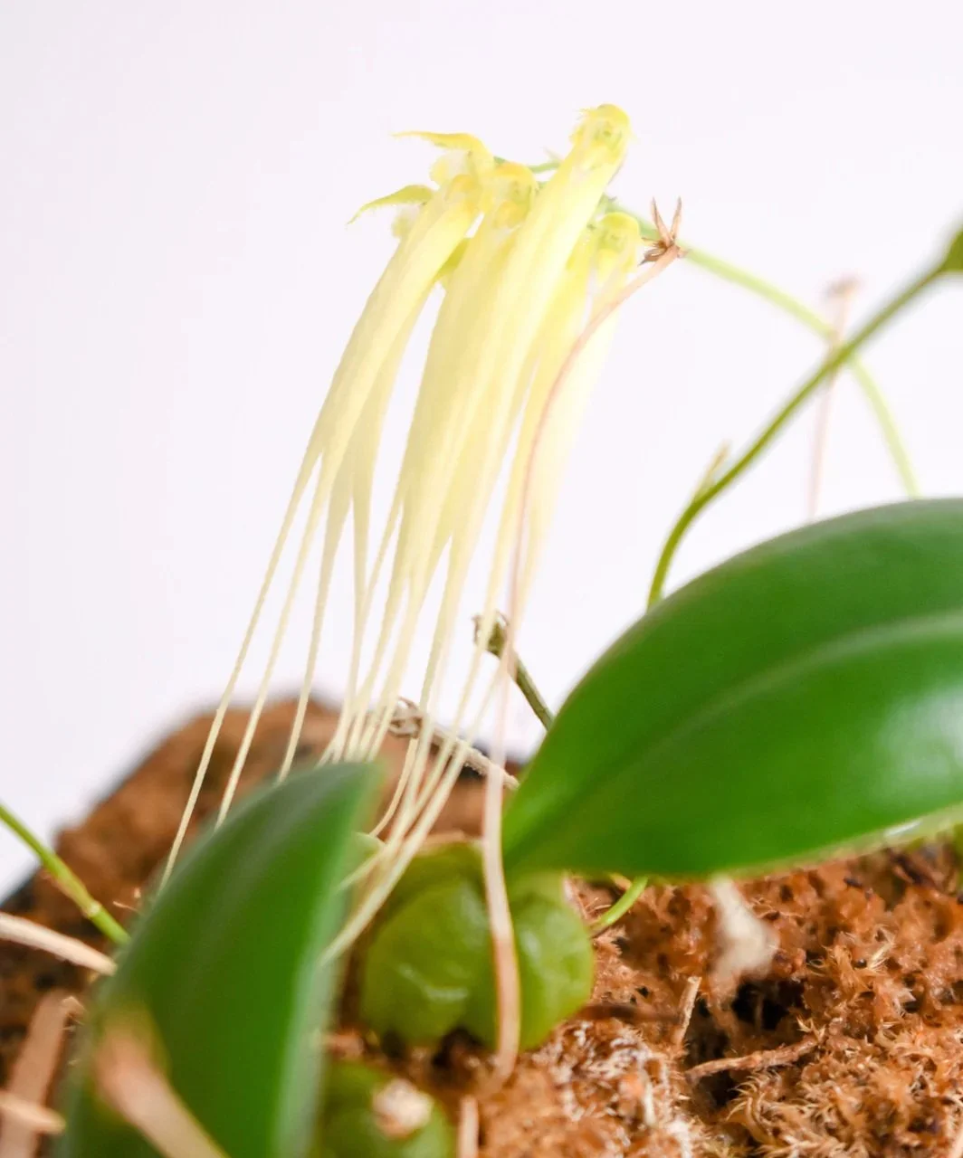 Flask Bulbophyllum tingabarianum v flavum