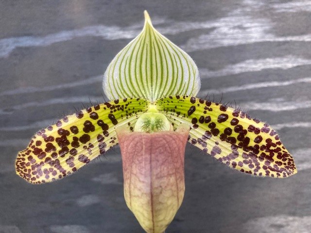 Flask - Paph Knights Ward x Jacobs Knight