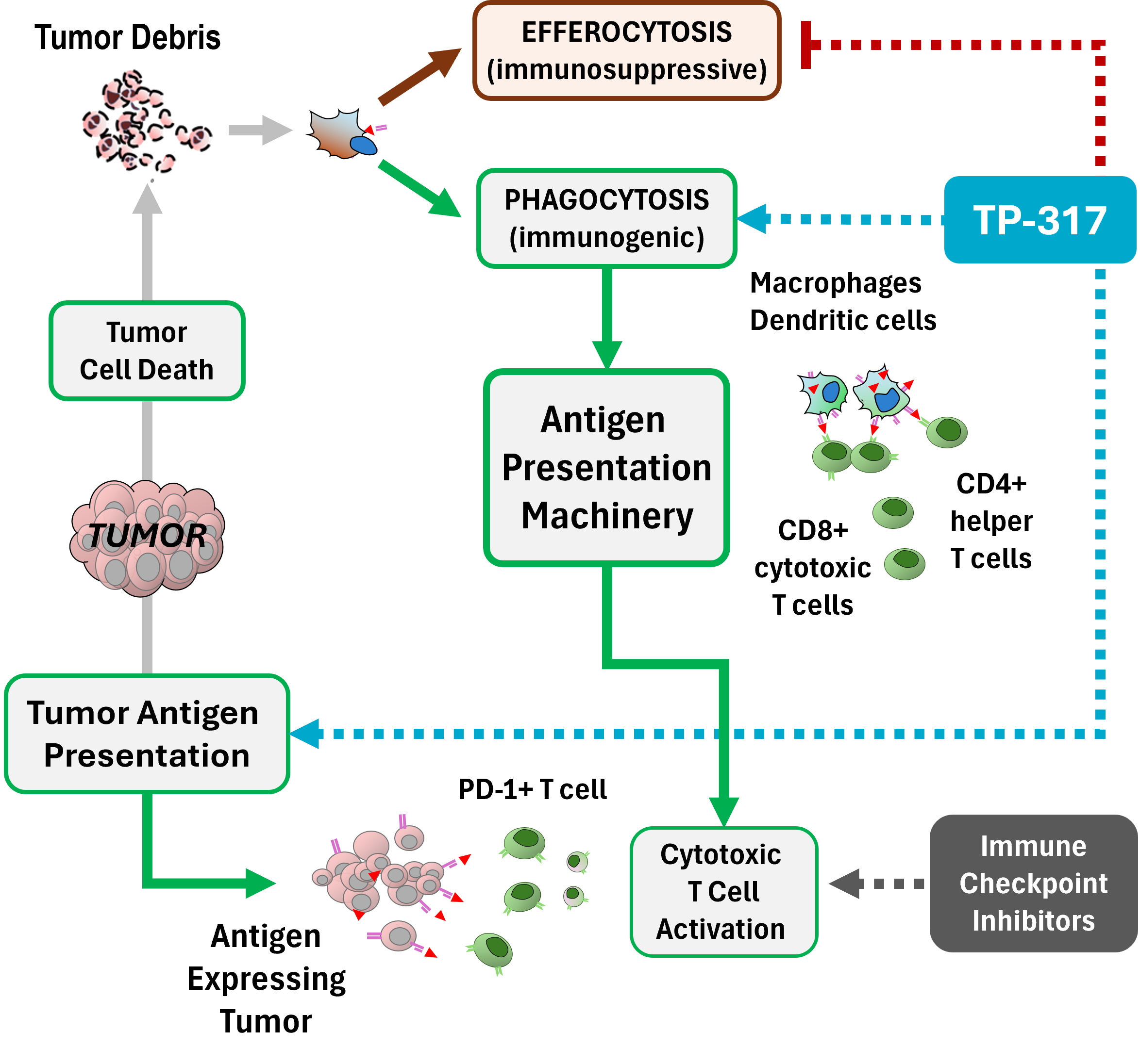 TP-317 activates immunogenic phagocytosis and antigen presentation to enhance checkpoint blockade efficacy in cold tumors