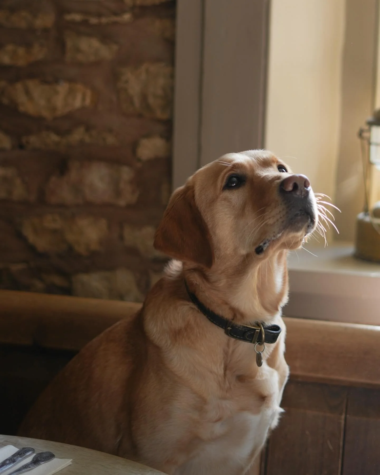 Good company comes in all shapes and sizes - especially the furry kind 🐶
Dogs are welcome at The Mousetrap Inn, just give us a heads-up when you book.

#themousetrapinn #dogfriendly #dogfriendlypub