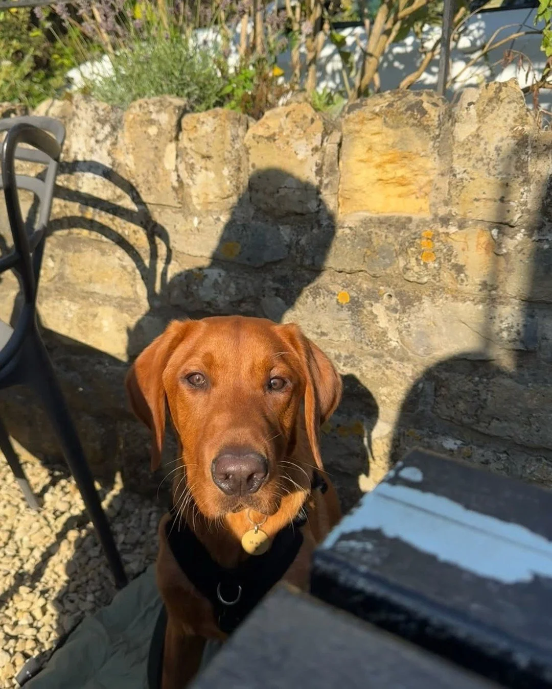 The best drinking buddies have four legs 🐾

📸 foxredfloandmac

#pubdog #bourtononthewater #themousetrapinn