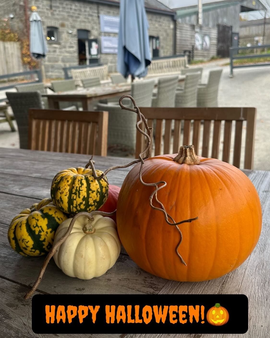 Happy Halloween from all of us at Gigrin Farm! 🎃